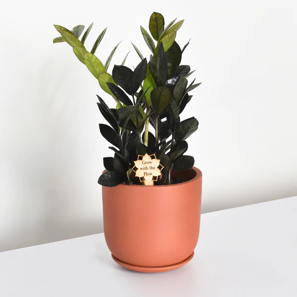 Black ZZ Raven Houseplant | Verdant Lyfe