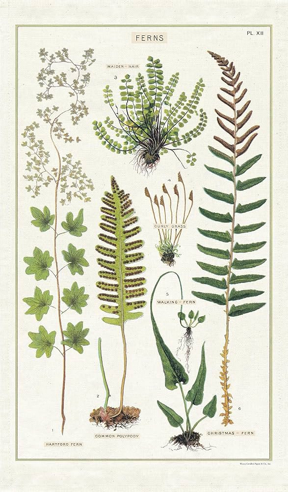 Fern Tea Towel | Amazon (US)