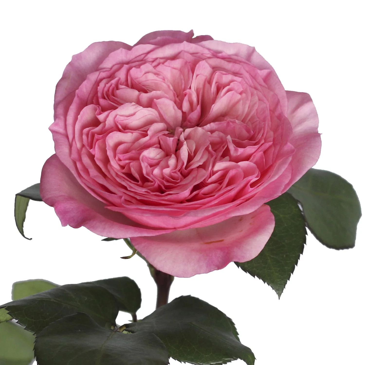 Member's Mark Garden Roses, 36 stems (Choose color variety) | Sam's Club