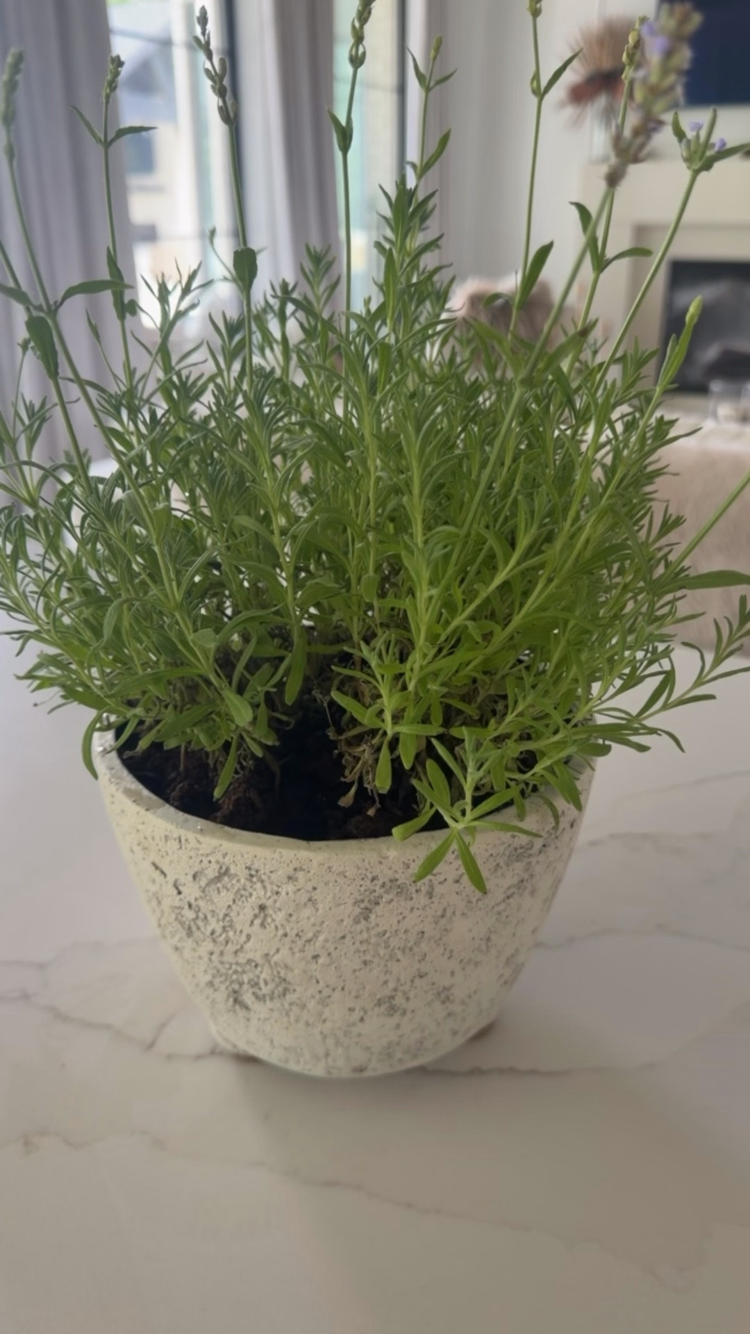 Cutest pot for herbs or any plants

#LTKOver40 #LTKHome