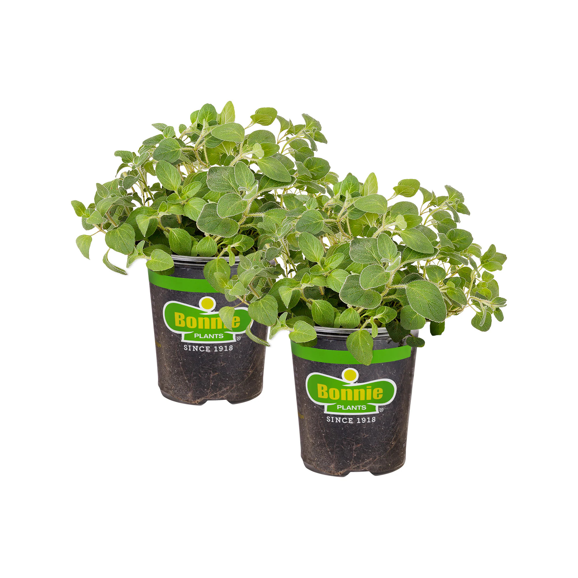 Bonnie Plants 2 -Pack Italian Oregano Plant in Pot one_size | 202017 | Lowe's