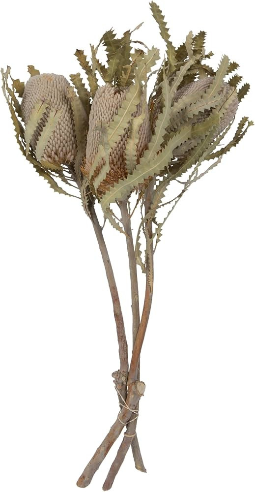 Vickerman Natural Botanicals 15" Banksia Prionote, Natural Preserved Foliage Dried Flower, 3 Stem... | Amazon (US)
