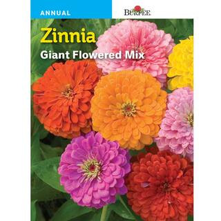 Burpee Zinnia Giant Flowered Mix Seed 44602 - The Home Depot | The Home Depot