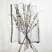 Pussy Willow Branches - Set of 5 | The White Company (UK)