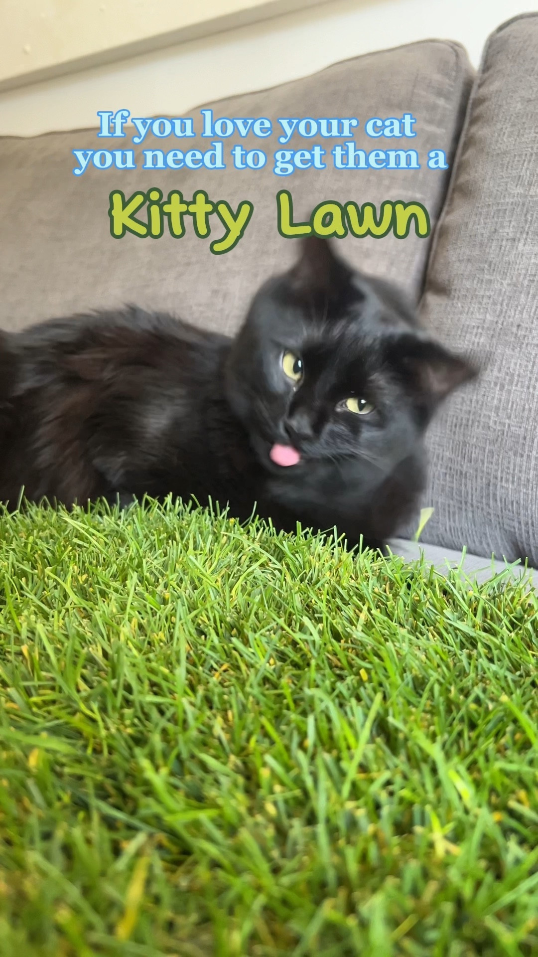 My indoor cat has been obsessed with her Amazon Kitty Lawn! ✨ This is such a thoughtful gift to give your pets so they can enjoy fresh grass inside 🤍 Click below to shop! Follow me for daily finds ☁️ 

Amazon, Amazon Must Haves, Amazon favorites, Amazon pet, pet, pet finds, pet favorites, pet bed, cat, dog, hamster, rabbit, bunny, cat favorites, cat finds, cat must haves, kitten, dog favorites, dog must haves, pet must haves, Amazon pet finds, amazon pet must haves, Amazon prime day, cat memes, cat furniture, cat finds on amazon, cat finds amazon, aesthetic cat finds, kitten care, kitty litter box ideas, pet friendly house plants, pet furniture, family, wedding, fall, fall outfits, boots, wedding guest, family photos, fall dresses, coffee table, Halloween, Halloween decor, fall fashion, jeans, concert 

#LTKHolidaySale #LTKxPrime #LTKCon #LTKSeasonal #LTKVideo #LTKHoliday #LTKGiftGuide #LTKU #LTKover40 #LTKfindsunder50 #LTKfindsunder100 #LTKsalealert #LTKmidsize #LTKstyletip #LTKfamily #LTKmens #LTKkids #LTKbaby #LTKtravel #LTKplussize #LTKhome #LTKwedding #LTKworkwear