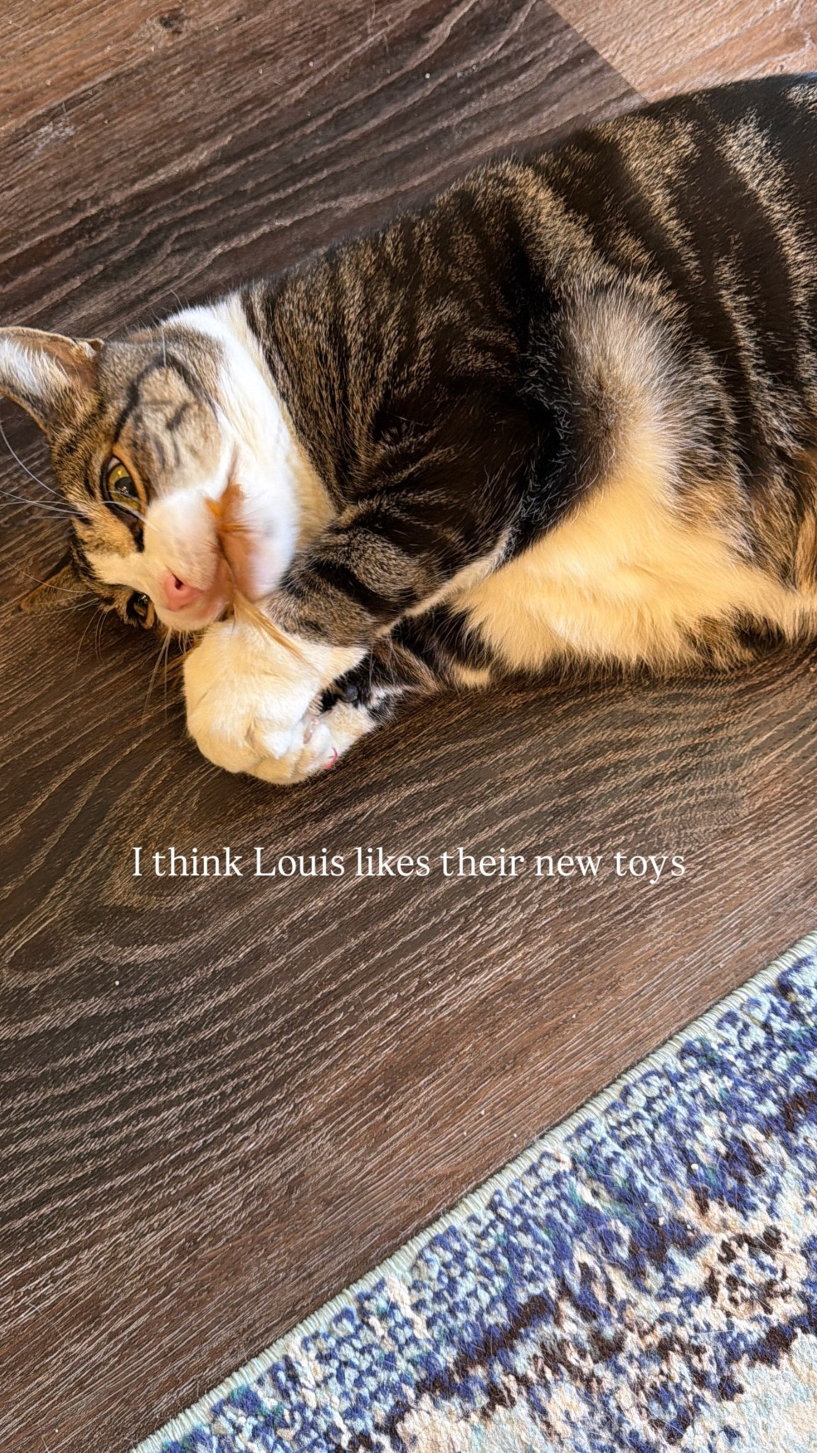 Great new catnip toy! Crinkly and has feathers. A big hit with all of my cats! 

#LTKHome #LTKstorytime #LTKdayinmylife