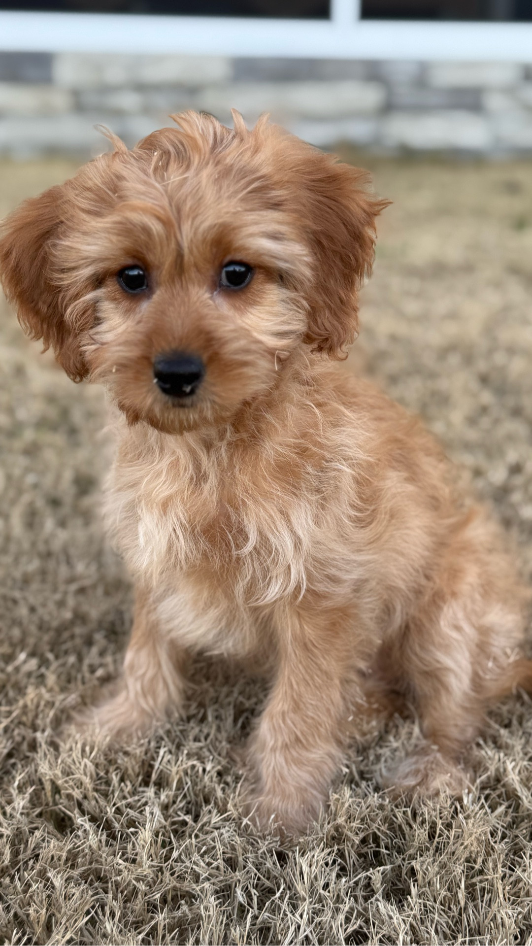 A real life day in the life 🤍 from the moment I woke up to the very best ending — picking up our new puppy 🐶✨

This was one of those days I never want to forget. Morning coffee and quiet devotional time ☕️📖, getting my husband out the door for work, soaking up slow moments at home, and then the sweetest adventure with my daughter as we went to bring home our newest family member.

I shared everything I used throughout the day — from cozy morning moments to errands, outfit details, and all the little things that made this day so special. These are the days that remind me how beautiful real life is, even in the in-between moments 🤍

If you love day in the life reels, real mom life, family routines, and sharing everyday favorites — this one’s for you 🫶🏼🐾

Everything I’m wearing + using is linked and easy to shop.

#dayinthelife #momlife #reallifemom #familymoments #newpuppy #puppylove #momroutine #everydaylife #morningroutine #devotionaltime #coffeeandquiet #momreels #lifestylecontent #lifeathome #motherhoodmoments #momcreator #reallifereels #puppymom #familyday