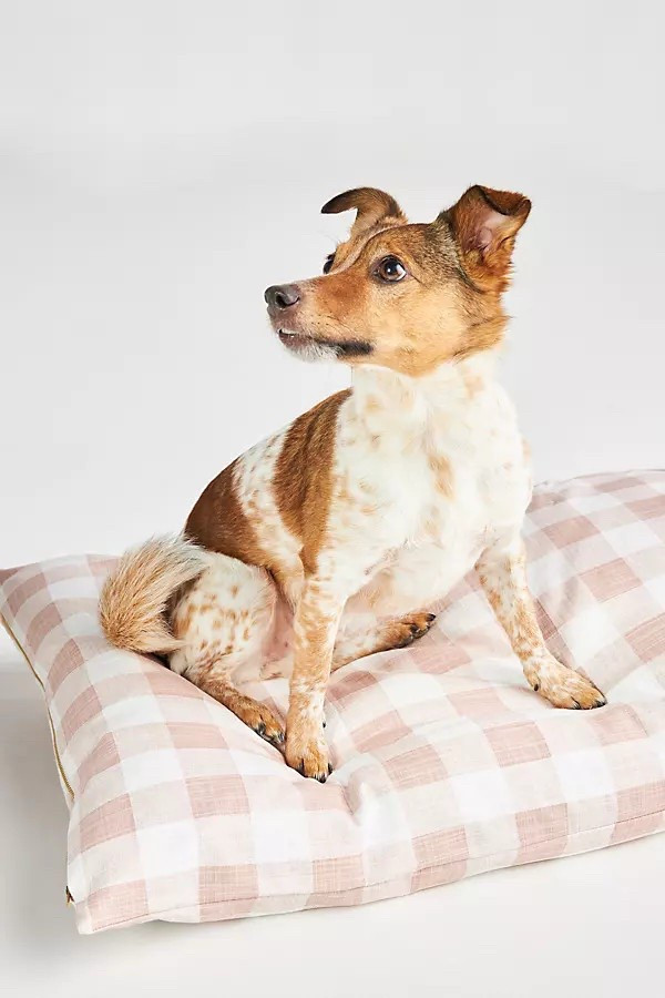 Plush cozy dog bed

#LTKPets #LTKHome