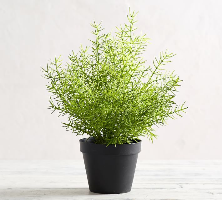 Faux Potted Asparagus Fern Houseplant | Pottery Barn (US)