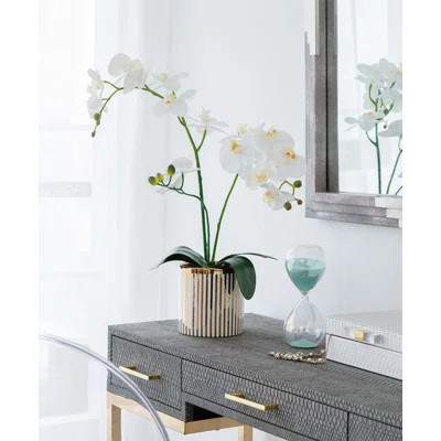 Stripe Potted Orchid Desk Flowering Plant in Pot | Wayfair North America