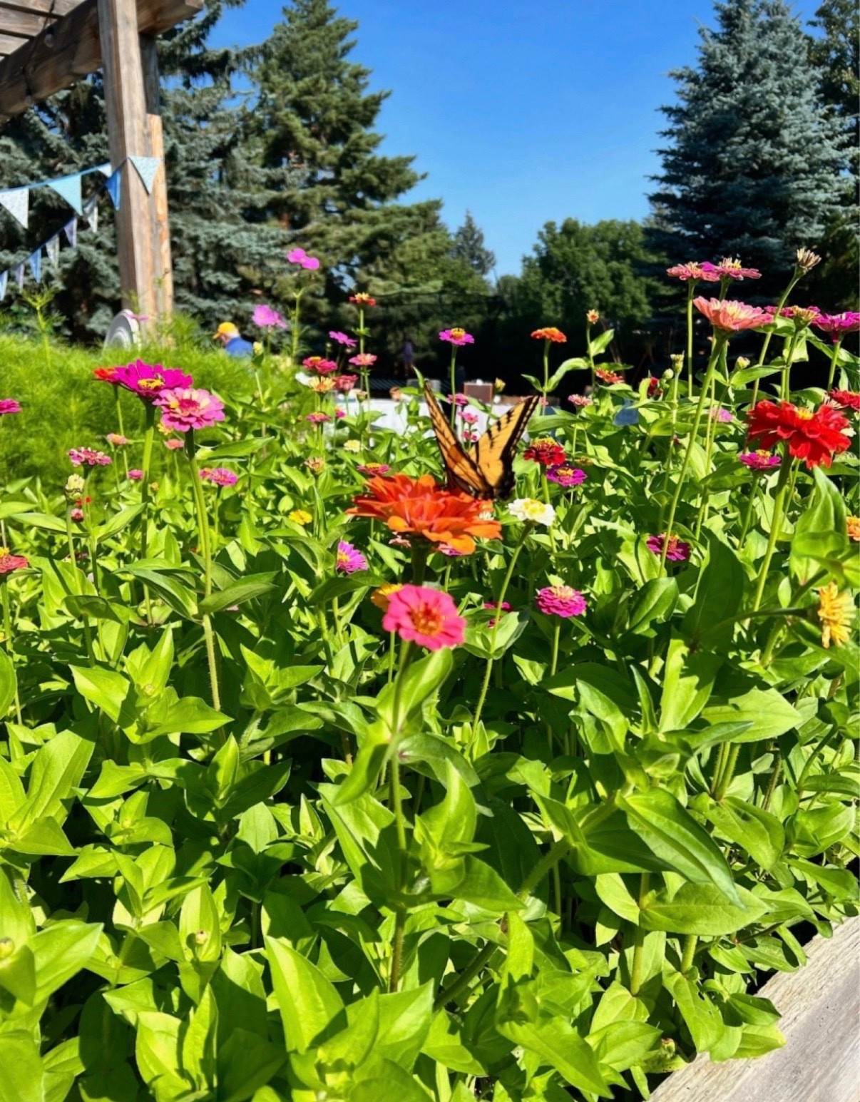 These are my favorite bulk zinnia seeds! 🌸✨ I plant them every year, and they always deliver bright, beautiful blooms with little effort. If you’re looking for an easy way to fill your garden with color, these are a must!

#LTKfindsunder100 #LTKfindsunder50 #LTKSeasonal