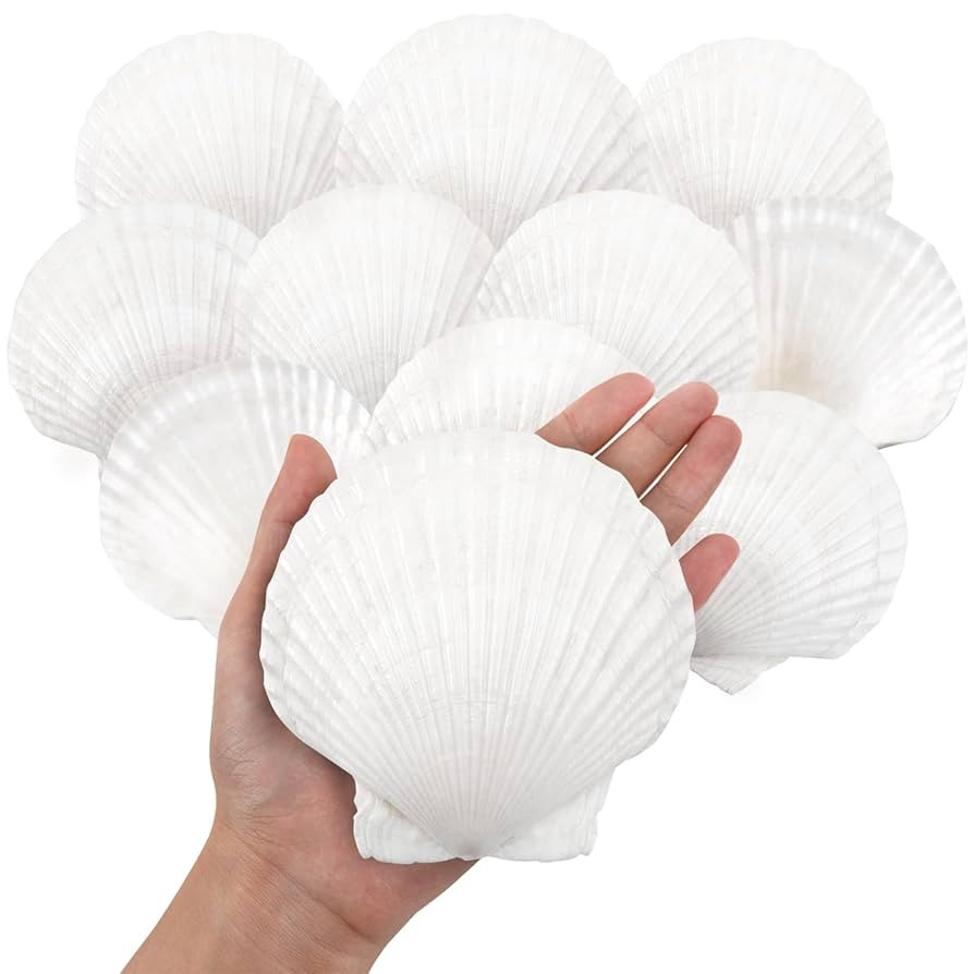 10PCS Large Natural Scallop Shells, 4''-5'' Large Shell for Crafts, DIY Painting, Baking and Beac... | Amazon (US)