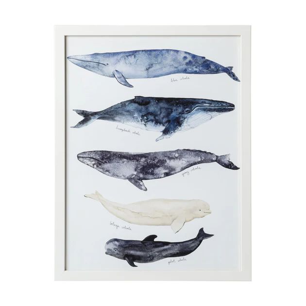 Whale Series I Framed Art | Cailini Coastal