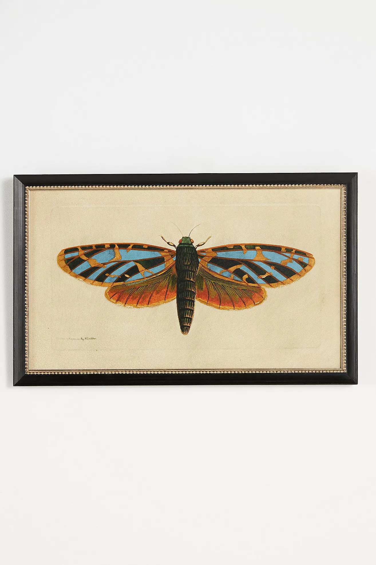 Crackled Moth Wall Art | Anthropologie (US)