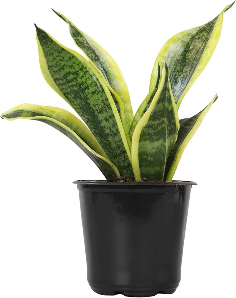 Live Snake Plant, Sansevieria trifasciata Superba, Fully Rooted Indoor House Plant in Pot, Mother... | Amazon (US)