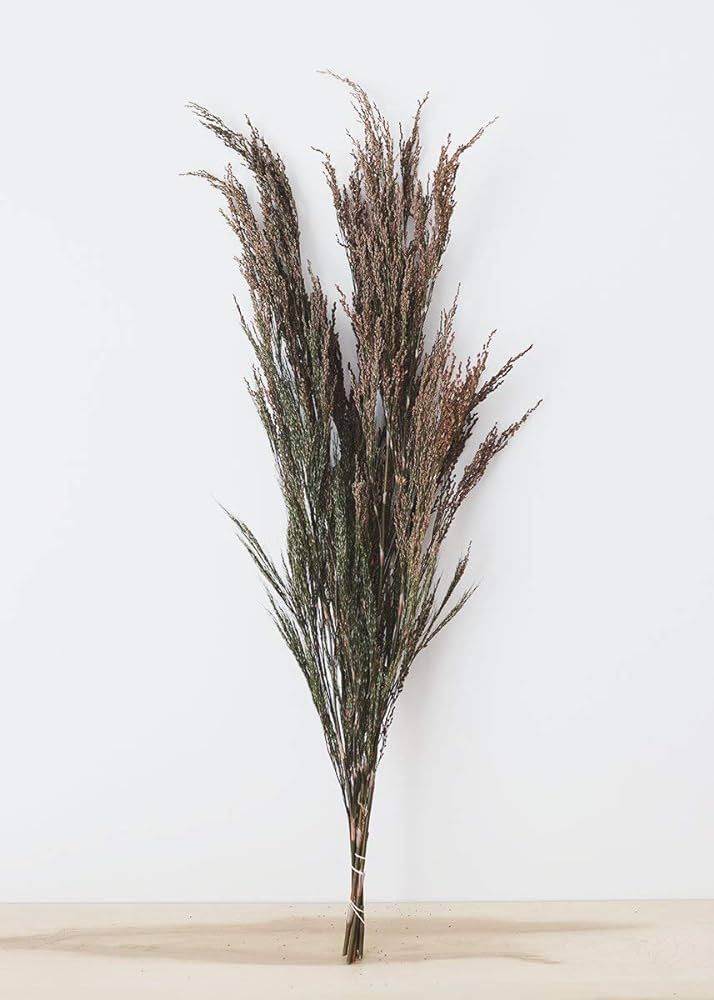 Vickerman 36-40" Green Reed Grass -Includes 8-9 oz per Bundle. Preserved | Amazon (US)