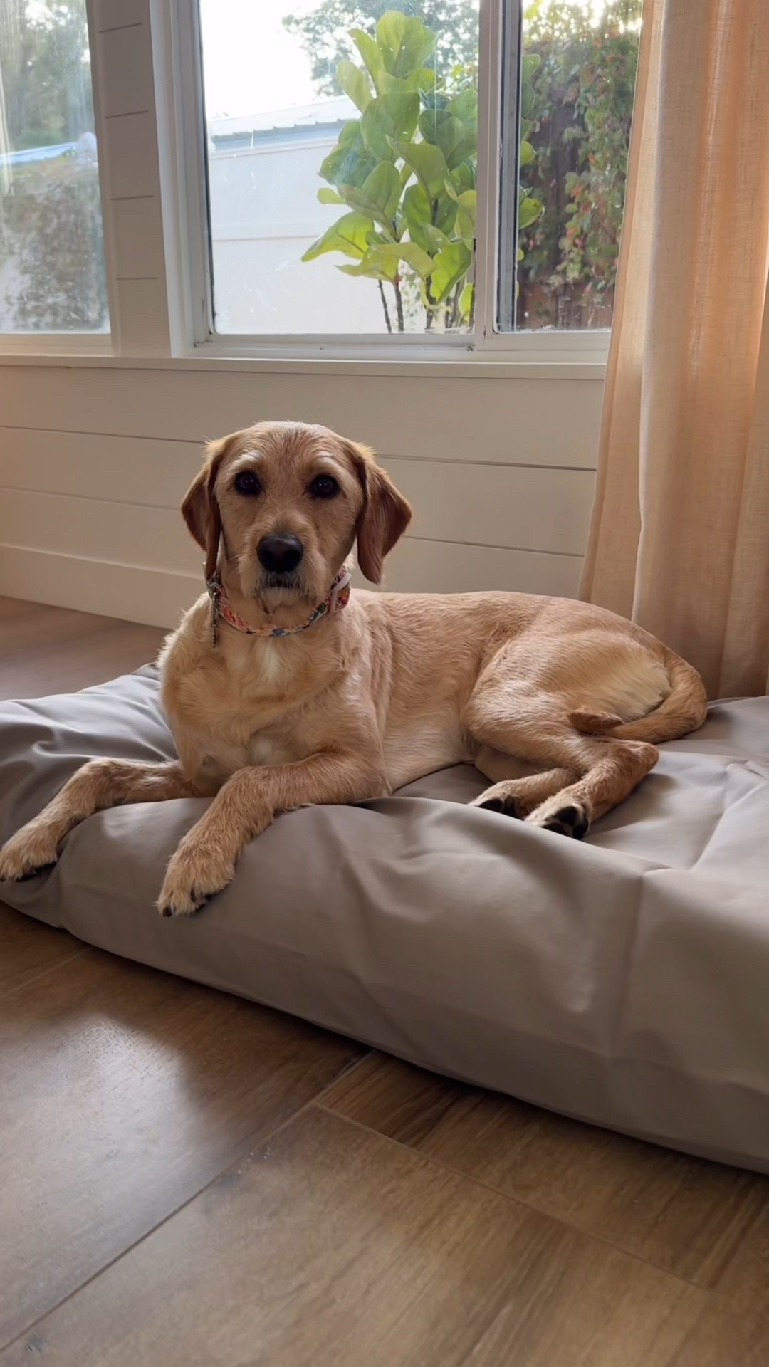 Georgia got an UPGRADE! Organic cotton and latex bed for all her daily naps & sweet dreams! @naturepedic has different sizes for all pets. 
.
.
#dogmom #healthydog #longlivedogs #georgia #mybestfriend #upgrade #naturepedic #liketkit 

#LTKHome #LTKHoliday