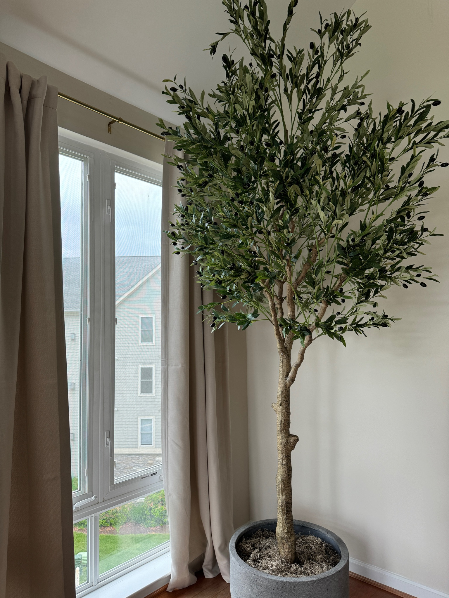 The perfect olive tree 🫒🌳

#LTKHome
