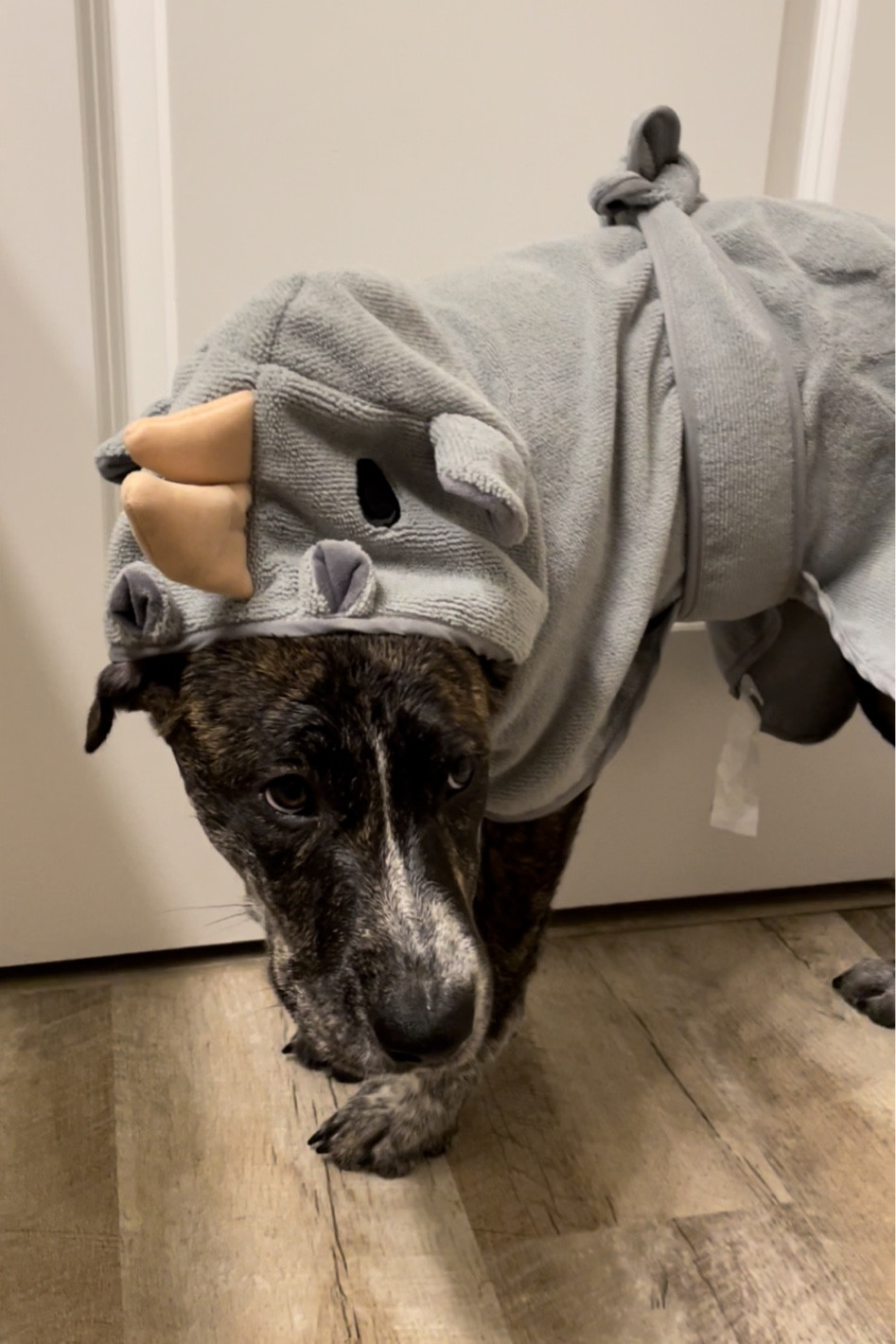 Olives bath necessities! 

#dogrobe #dogshampoo #dog

#LTKfamily #LTKunder50