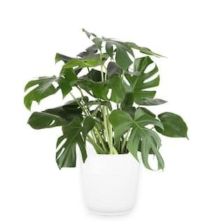 Costa Farms 10 in. Monstera in Paradise Planter CO.3.PM10.PARWHT | The Home Depot