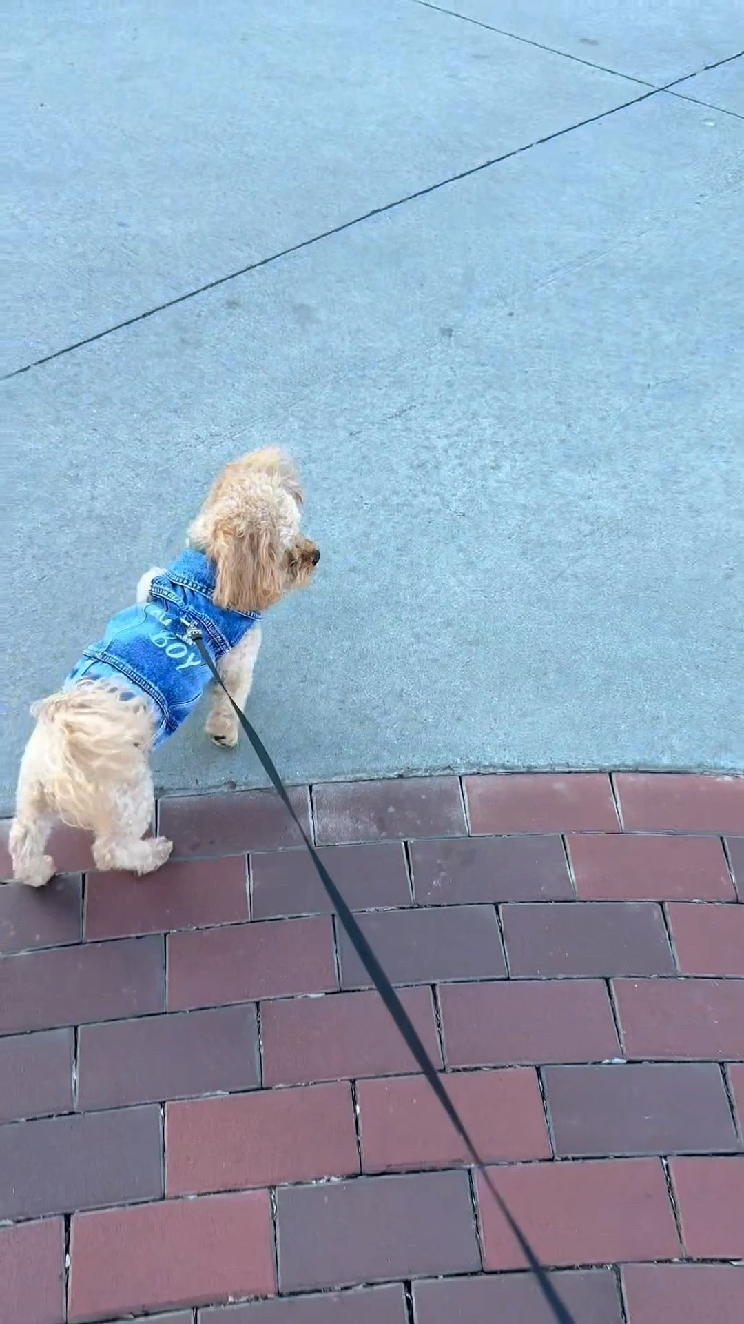 It was a beautiful day in the neighborhood. Bentley and I enjoyed the weather by going for a walk. I love this denim jacket for him because it is cotton. FYI Bentley is 11 lbs and is wearing a large  

#LTKootd #LTKdayinmylife