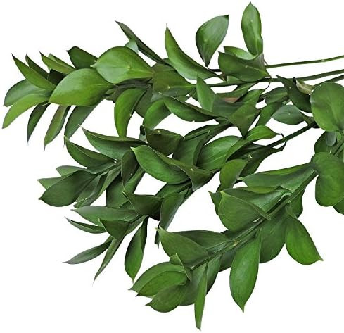 Farm Fresh Natural Israeli Ruscus Greens - 100 stems | Amazon (US)