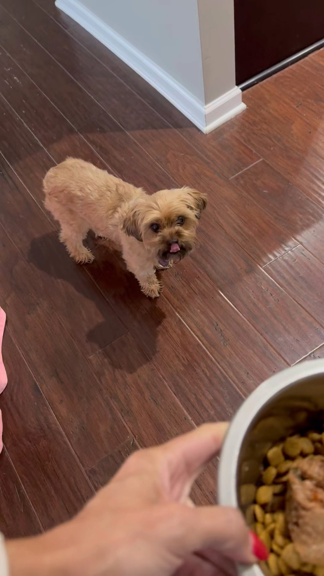 Human-grade food that is super tasty and nutritious for our fur babies! 

#LTKFamily #LTKFindsUnder100 #LTKFindsUnder50