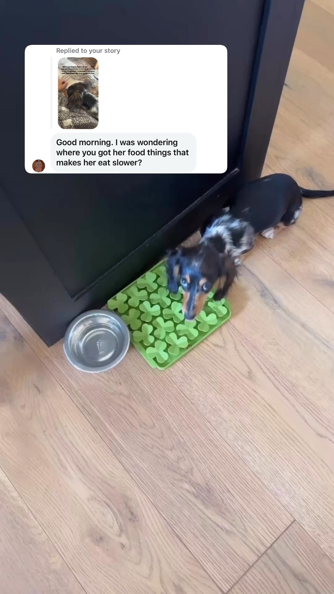 I linked this exact one and others I found on Amazon 

#LTKPets #LTKFindsUnder50 #LTKSaleAlert