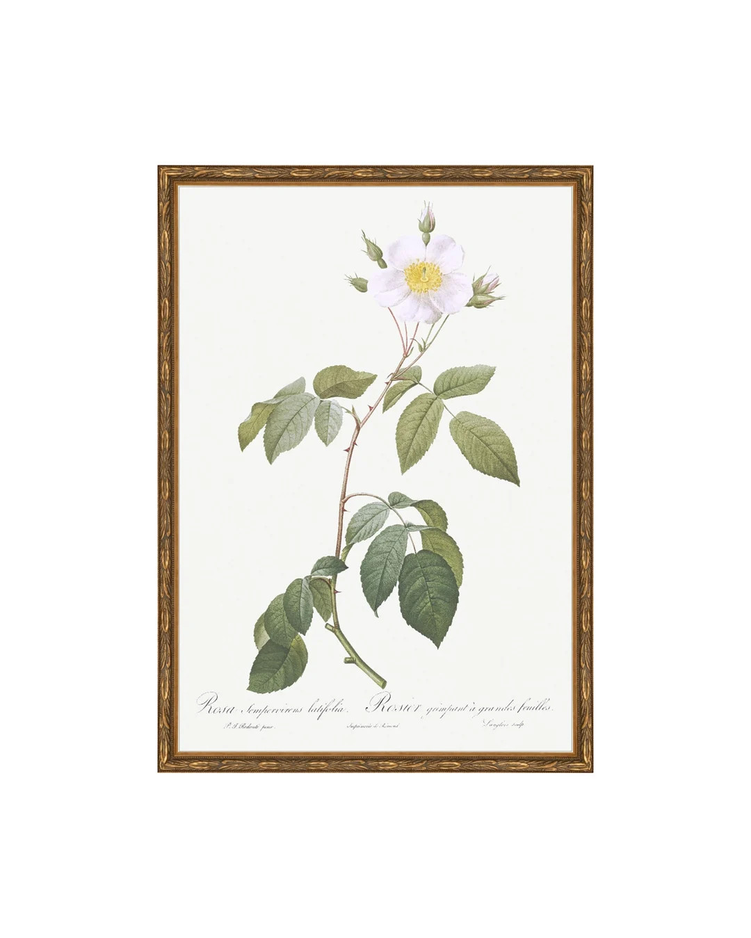 Classic Herbarium VII. Herbarium Prints. Pressed Botanical Drawing. Vintage Dried Flower Art. Bot... | Etsy (US)