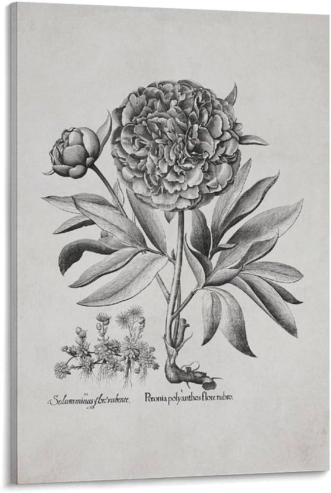 Antique Peony Sketch Wall Art Neutral Rustic Botanical Drawing Posters Canvas Prints Painting Wal... | Amazon (US)