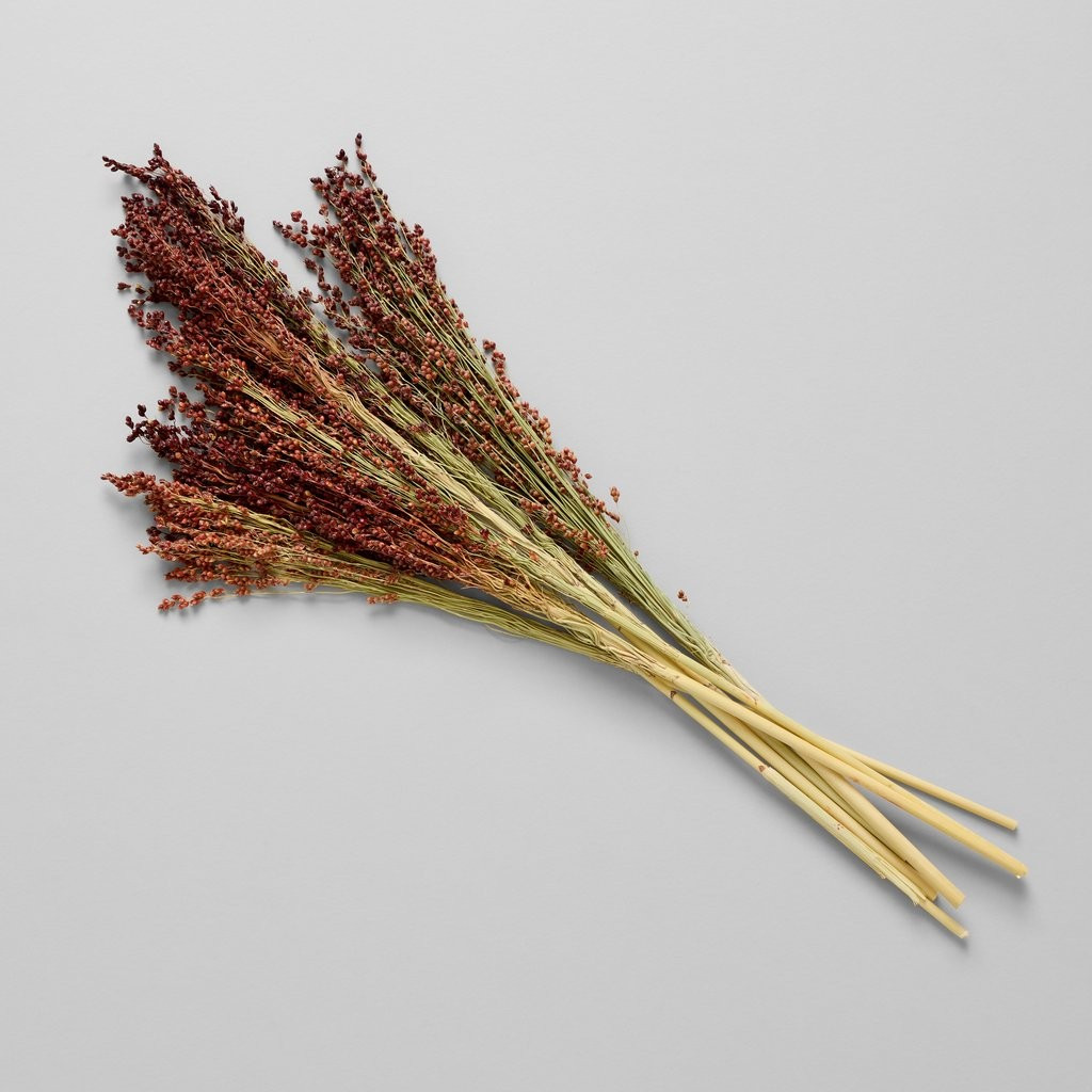 Dried Red Broom Corn | Bloomist