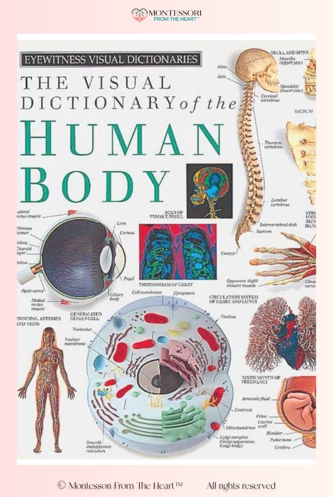 The Visual Dictionary of the Human Body ~ Book for Kids

#LTKfamily #LTKkids #LTKhome