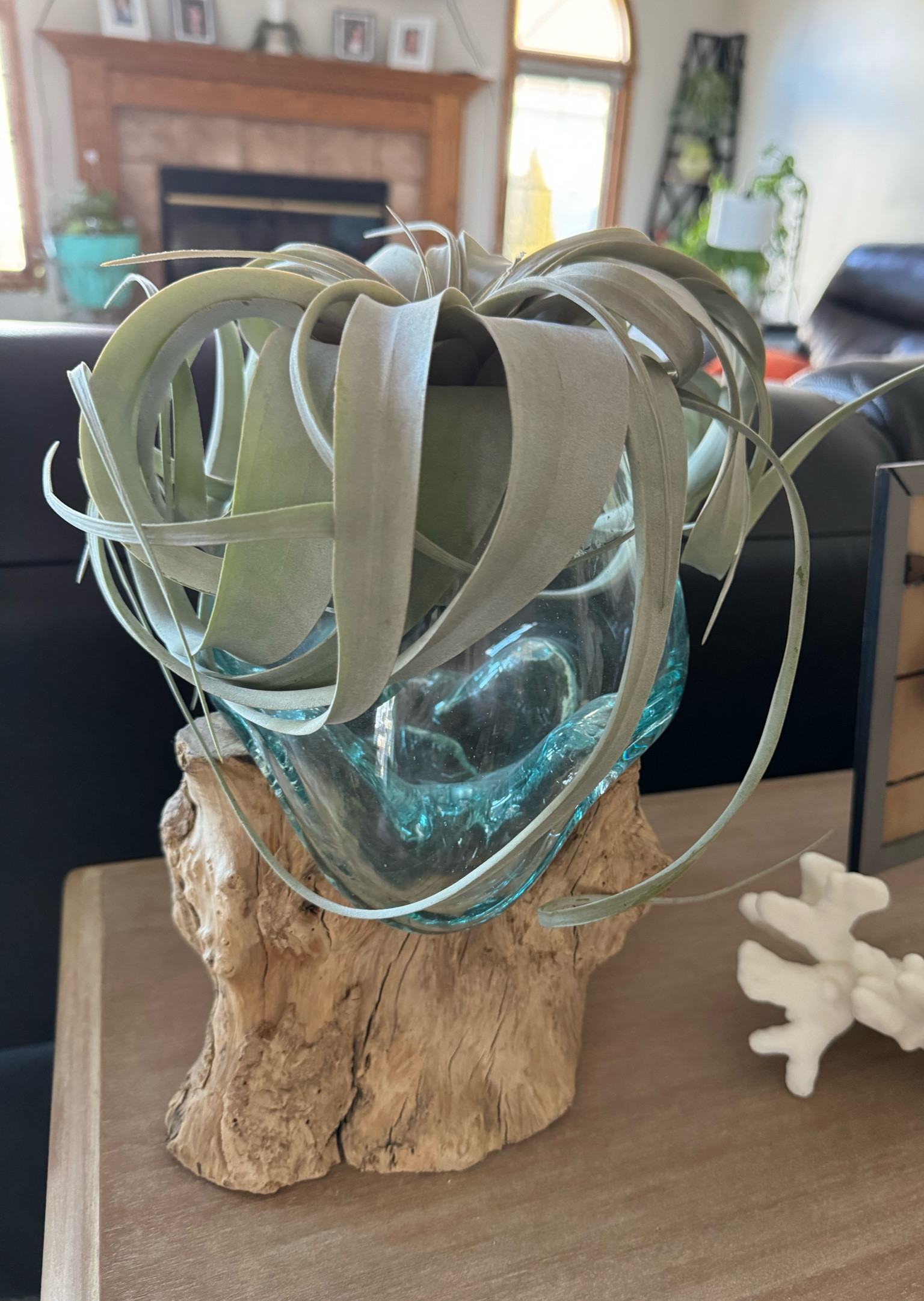 Jumbo Air Plant

#LTKU #LTKfindsunder50 #LTKhome