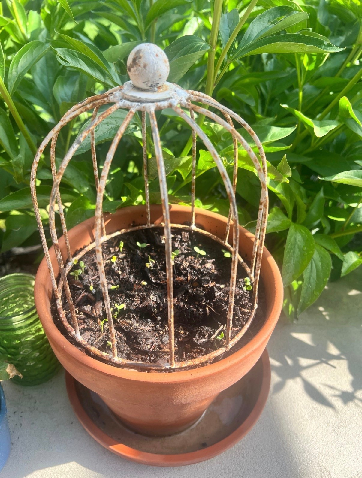 Iron cloche pack of three I’ve used in the past for my pots to keep the squirrels out 🌿 I’ve found that they work very well!!



#LTKSeasonal #LTKSaleAlert