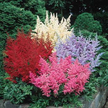 Bulk Astilbe | Astilbe Mixture Super Sak | Breck's | Brecks