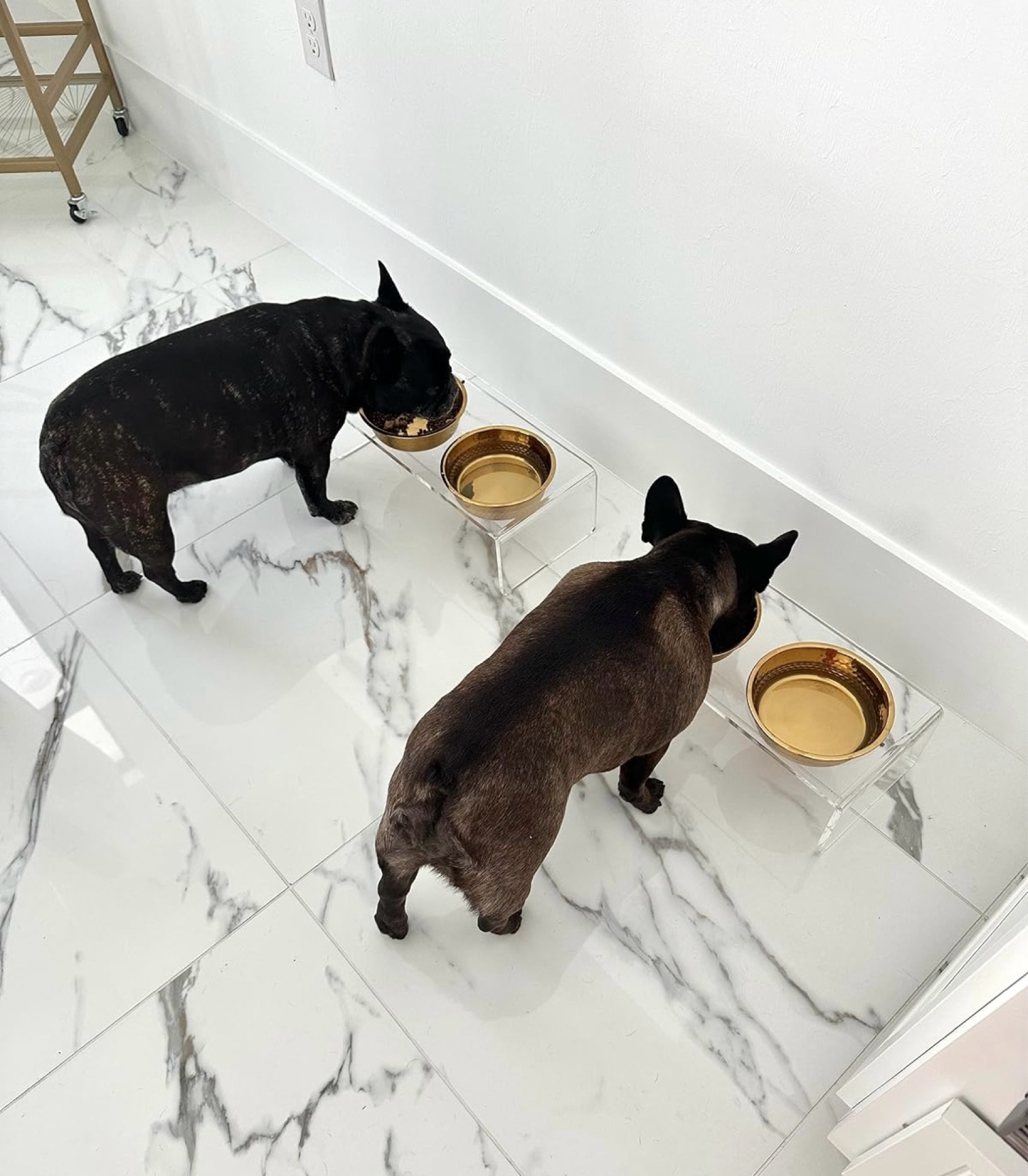 My dogs got a PUPgrade with these gorgeous acrylic and gold food bowl stands! 