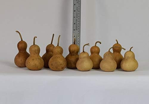 Amazon.com: Box of 10 Dried Bottle Gourds - 2" Diameter : Everything Else | Amazon (US)