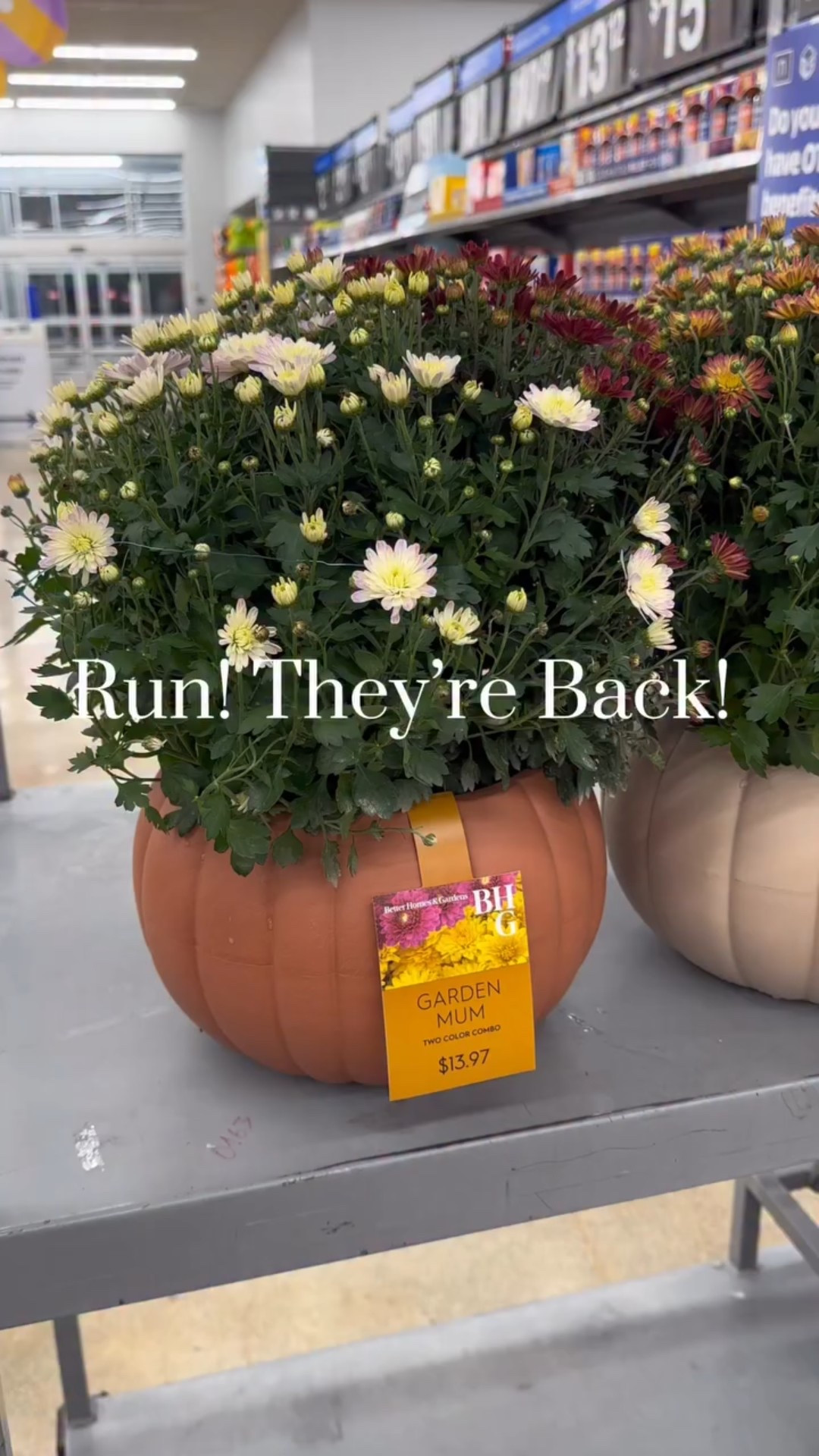 Comment Mum for a links.

The easiest porch upgrade for fall! These real mums are gorgeous! They come in the most adorable pumpkin planter. I bought mine a few years ago and I saved the planter so each year I just add fresh mums and voila! 

They’re selling fast, so grab yours before they’re gone!

#falldecor #frontporchdecor #porchdecorideas #fallfrontporch
#falldecorideas #outdoordecor #autumndecor #fallstyling #fall2025#pumpkinseason#falliscoming #porchdecor #falldecorations #autumnmood #neutralhomedecor #homedecorideas #cozyhome #fallporchdecor #fallporch