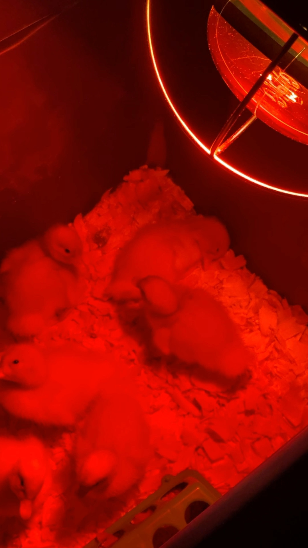 Everything you need for baby ducklings! 🐣 

#LTKhome #LTKbaby #LTKVideo