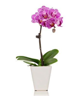 Mini Orchid Plant - Regular | FromYouFlowers.com