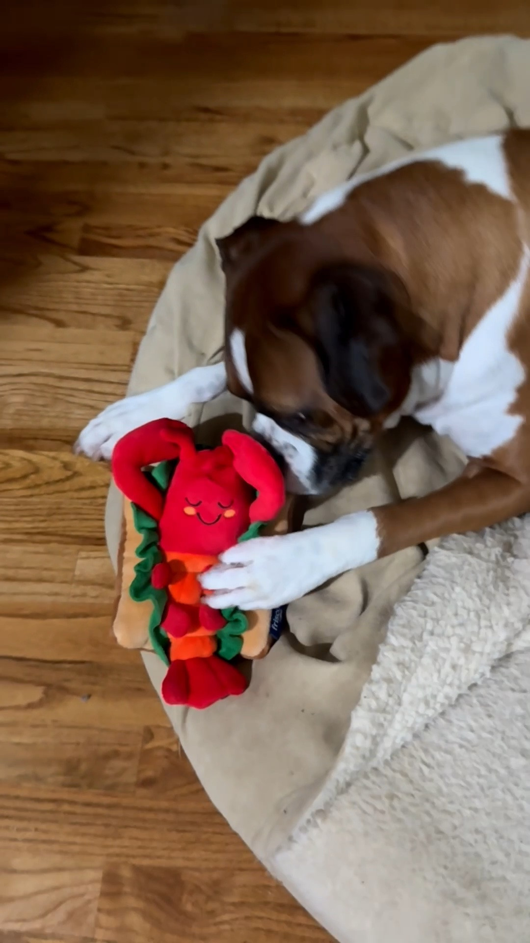 Bruno loves his new @Chewy Coastal Lobster Roll Plush Toy!!!! 

Chewy is a one stop shop for your pets!!!! #chewy #chewygifted

#LTKActive #LTKHome #LTKmomlife