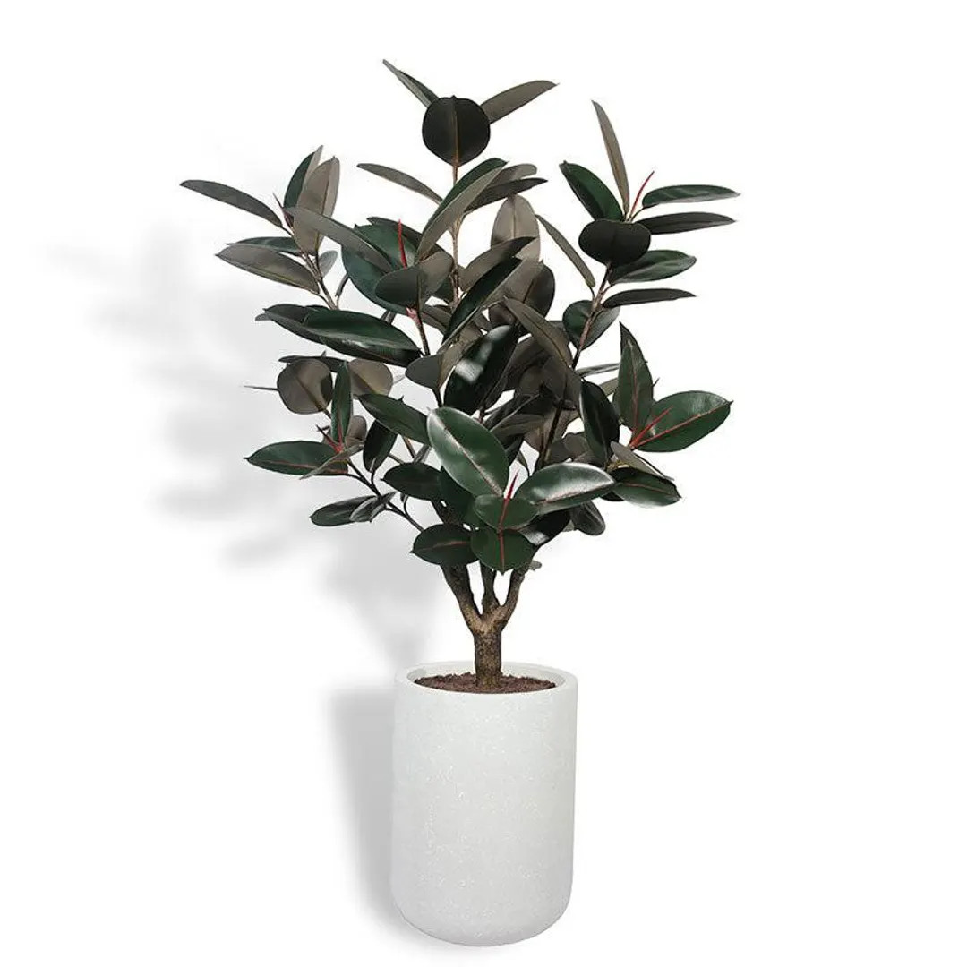 The 5' Rubber Ficus Tree in Modern Planter - Etsy | Etsy (US)