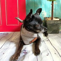 Houndstooth Plaid Dog Bandana Fall Winter Pet Scarf | Etsy (US)