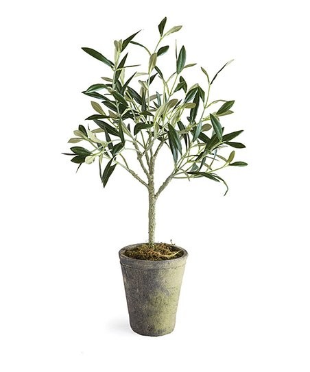 Olive Tree & Pot Arrangement | Zulily