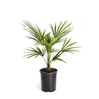 Brighter Blooms 3-Gallons Feature Windmill Palm Tree In Pot (With Soil) | Lowe's