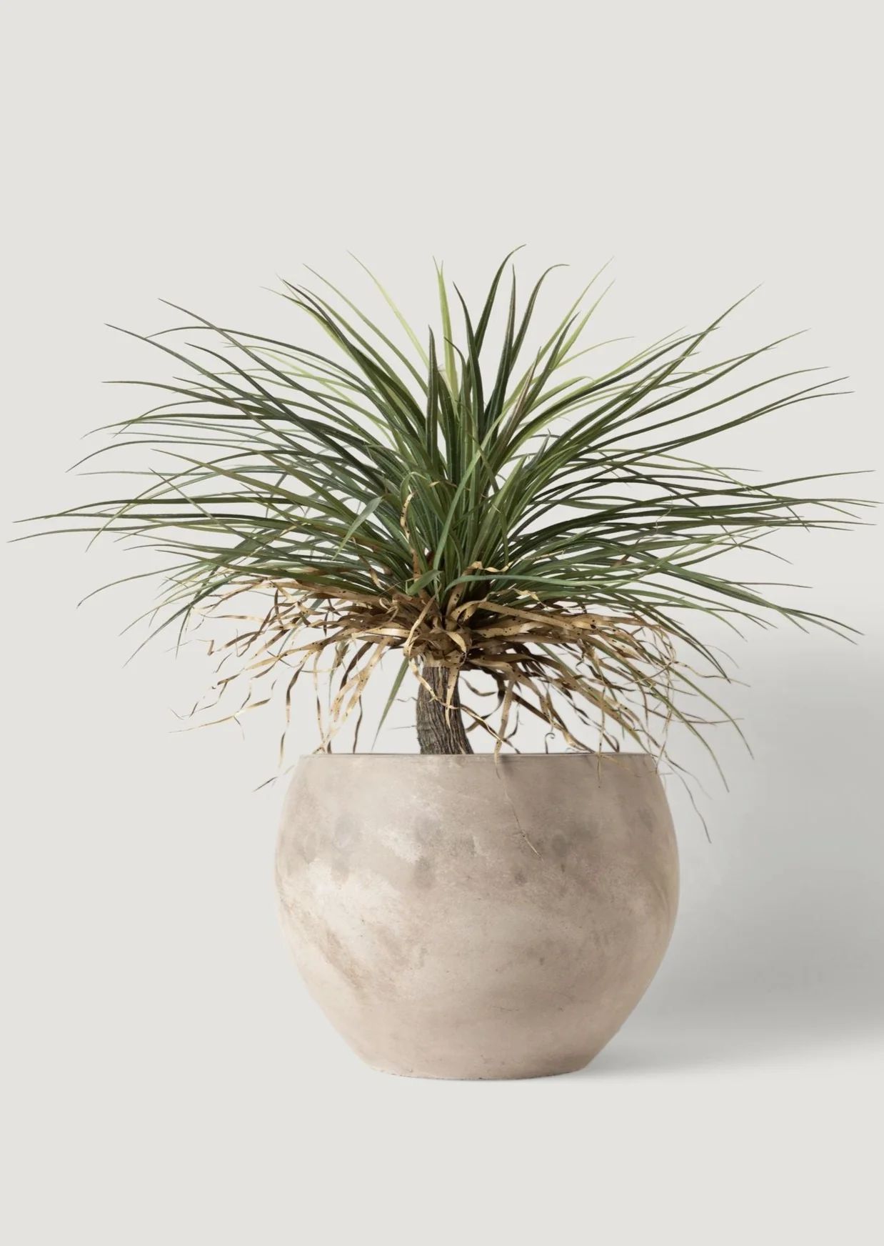 Faux Potted Palm Tree Plant in Cement Planter - 40" | Afloral
