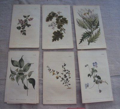 William Curtis  Antique Engraving 6 Botanical Prints w Text Pages 1812  G | eBay US