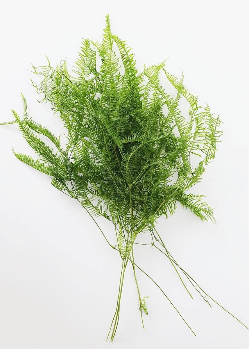 Natural Dried Fern Leaf Bundle | Afloral (US)