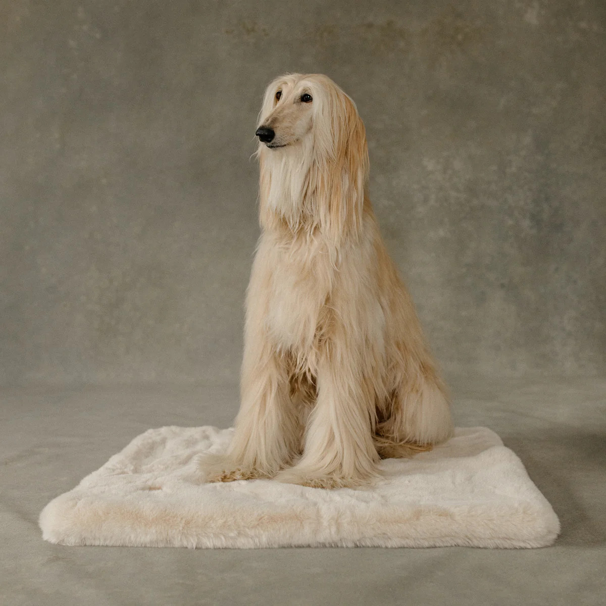 The Lola Pet Pad | Bondi Beige | Lola Blankets