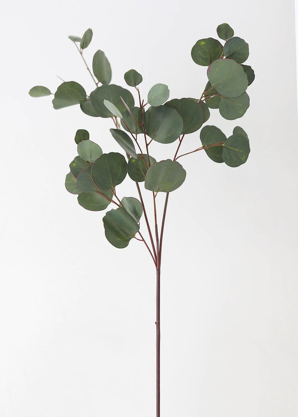 Silver Dollar Eucalyptus | Real Touch Greenery | Afloral.com | Afloral